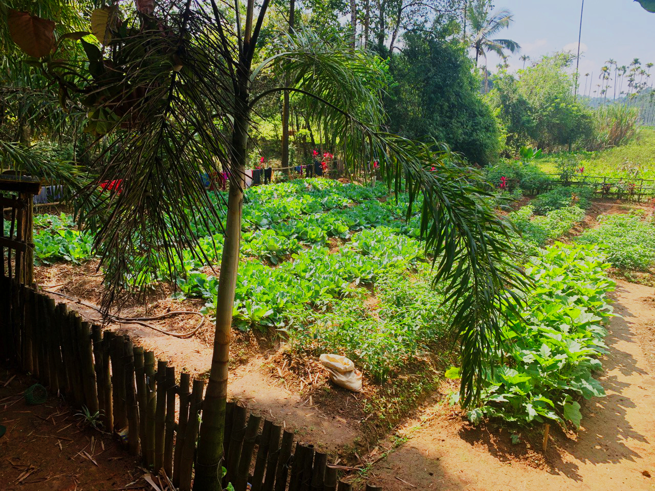 NOW THE LAND IS DECLASSIFIED IN RECORD IF THE PADDY FIELD IS CONVERTED INTO A PURAYIDAM (HOMESTEAD)