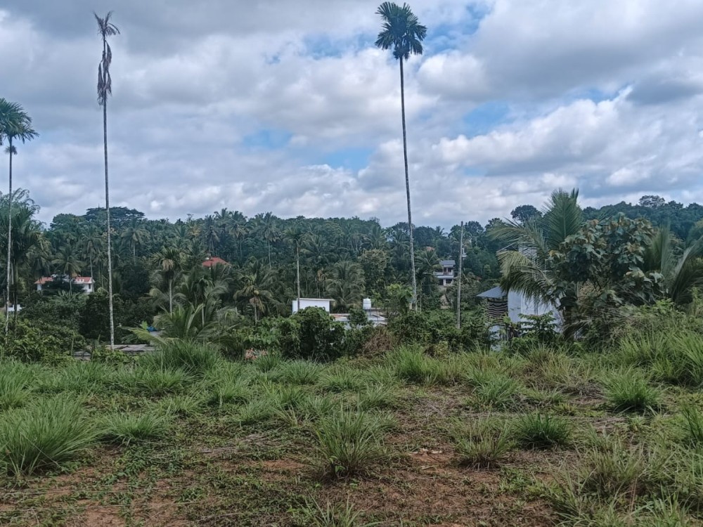 Premium House Plot for Sale in Panamaram, Wayanad 
