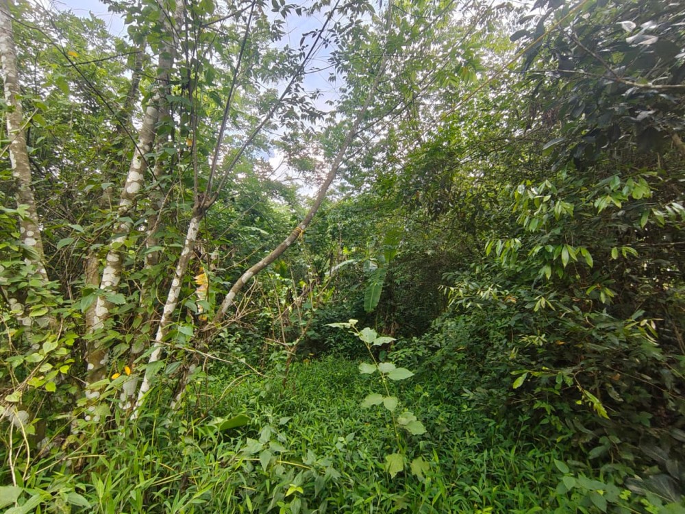  PREMIUM VILLA / HOMESTAY PLOT FOR SALE IN KENICHIRA, WAYANAD 