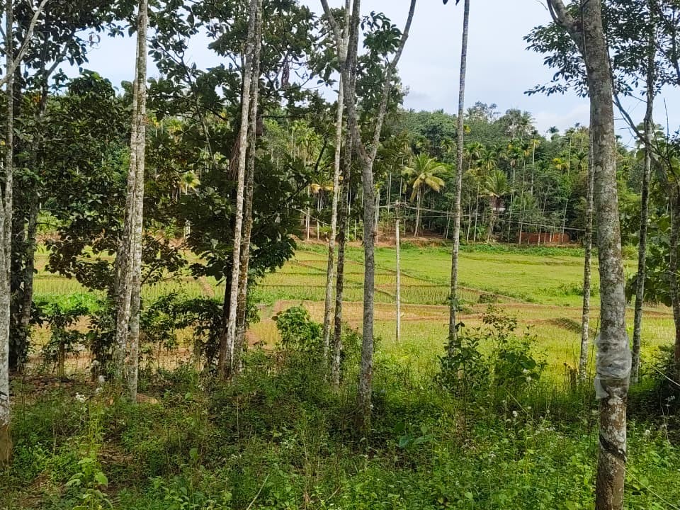  Homestay / Villa / Farm House Plot for Sale in Varadoor, Wayanad