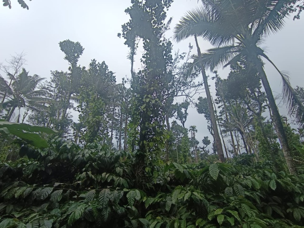 2.30 Acre Estate for Sale in Valad, Wayanad 