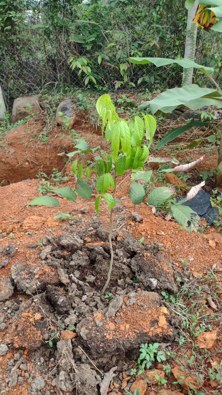 Land for Sale at Aluva, Ernakulam