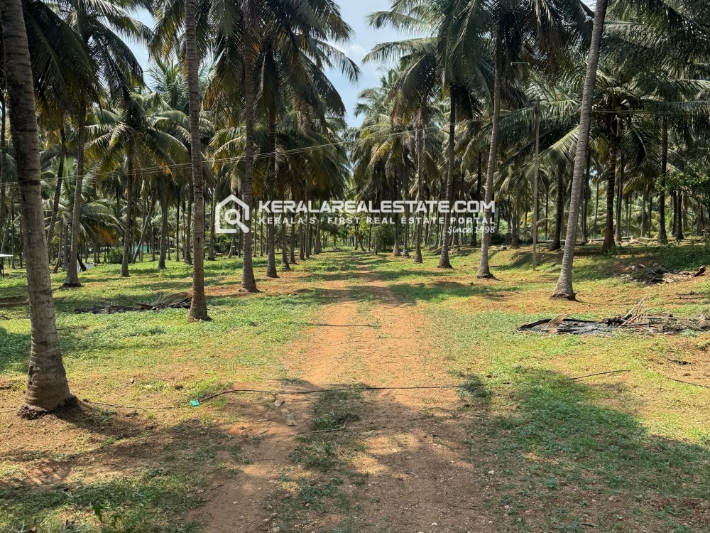 Farm Land for Sale in Kotathara, Wayanad