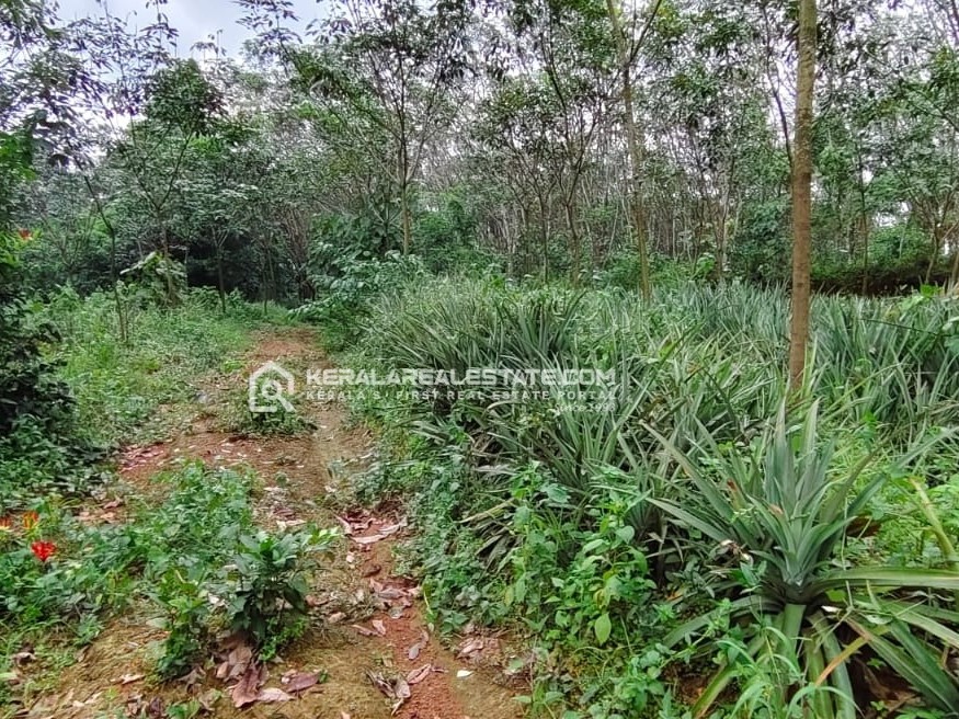 Land for Sale in Pattimattom, Ernakulam 