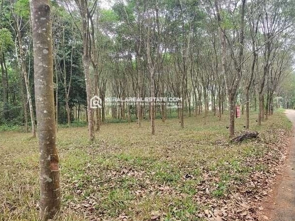 Land for Sale in Meenangadi, Wayanad
