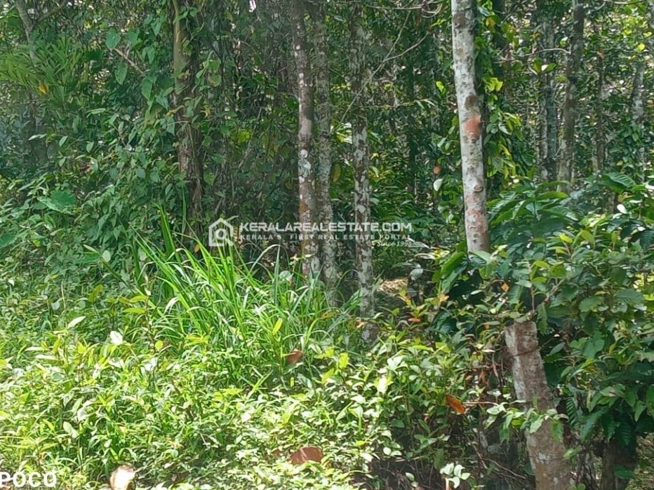 Waterfront Land for Sale in Ambalavayal, Wayanad 