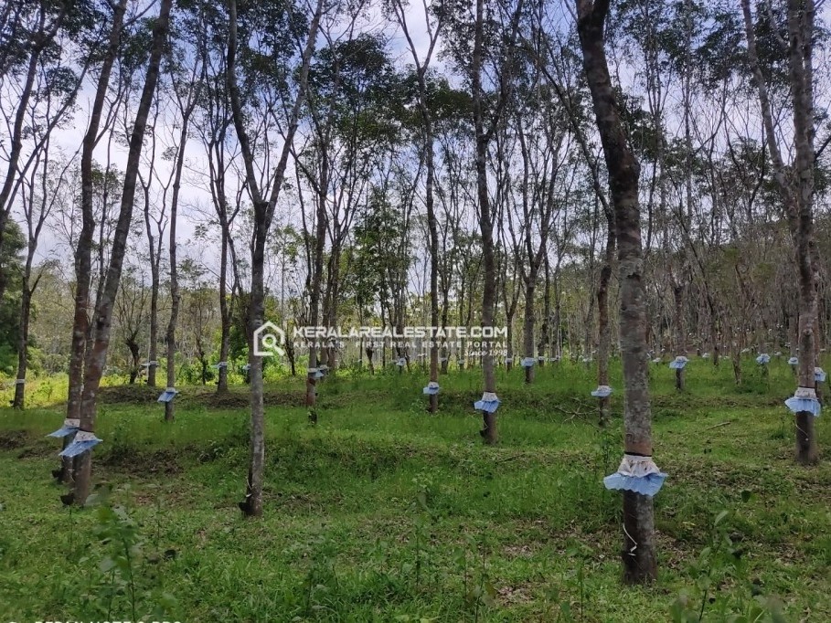 Land for Sale in Cheengode, Kenichira, Wayanad 