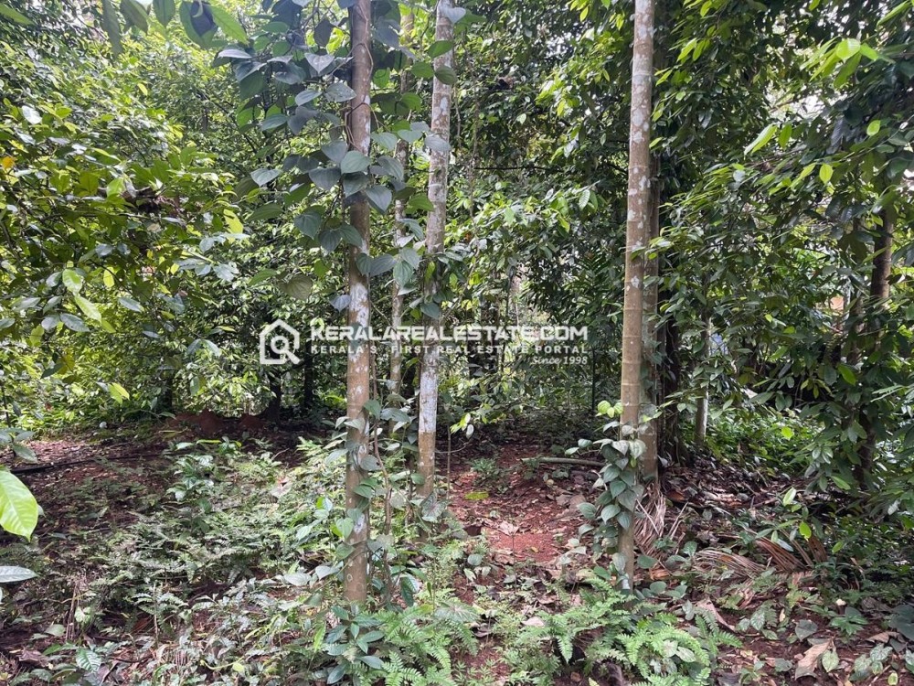 Residential Plot for Sale in Kaninadu, Near Puthencruz, Ernakulam 