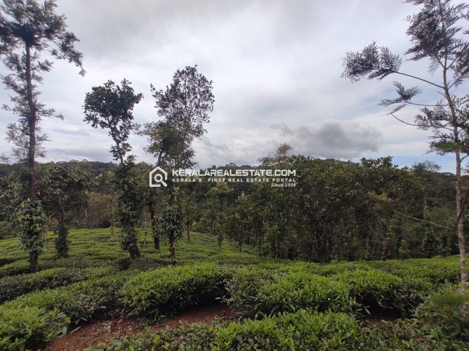 Land Suitable for Resort for Sale in Periya, Wayanad