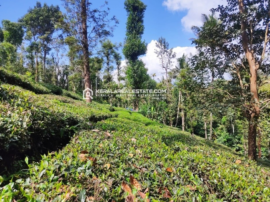Scenic Tea Plantation Plot for Sale in Kattimoola, Wayanad