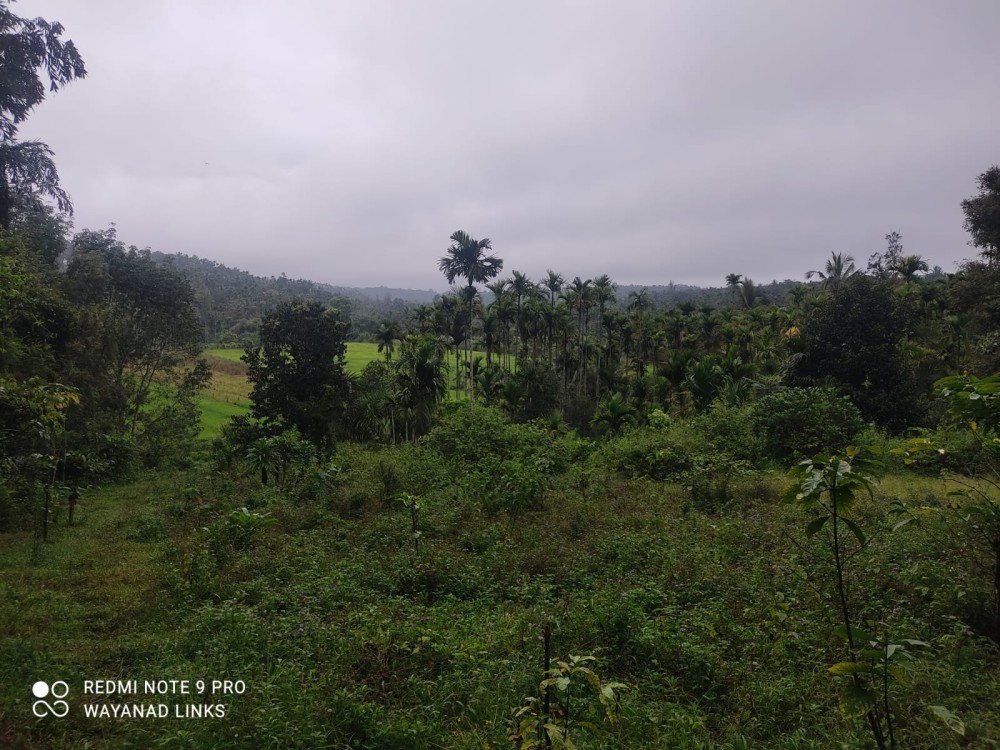 Paddy View Land for Sale in Kuppadi, Wayanad