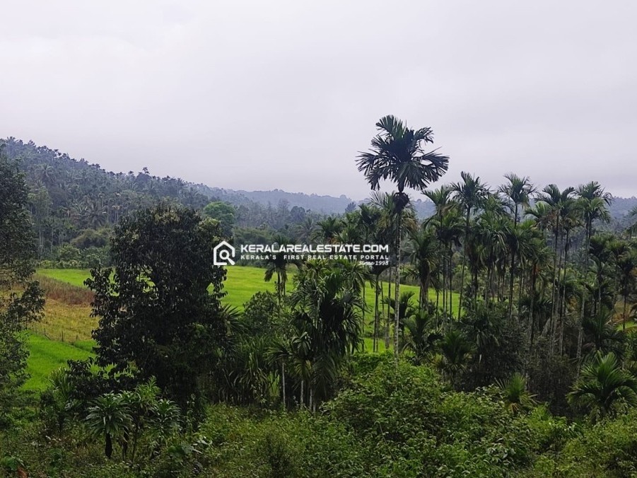 Paddy View Land for Sale in Kuppadi, Wayanad
