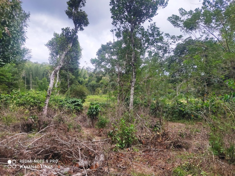 Scenic Land for Sale in Sulthan Bathery, Wayanad