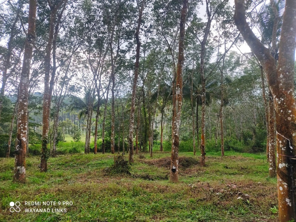  Land for Sale in Nadavayal, Wayanad