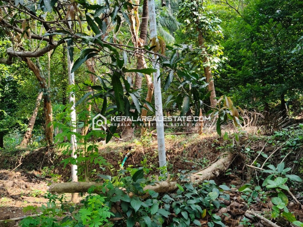 Agricultural Land for Sale in Mannuthy, Thrissur 