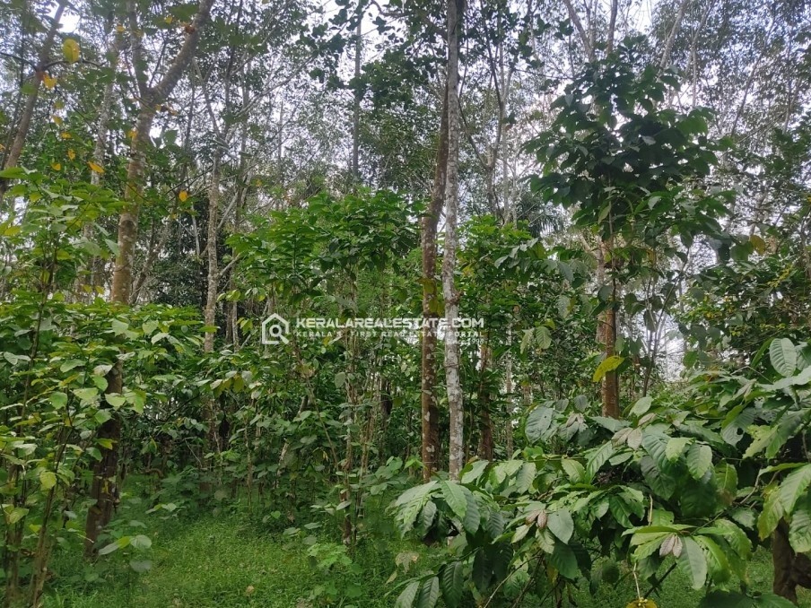 Land Suitable for Homestay in Nadavayal, Wayanad