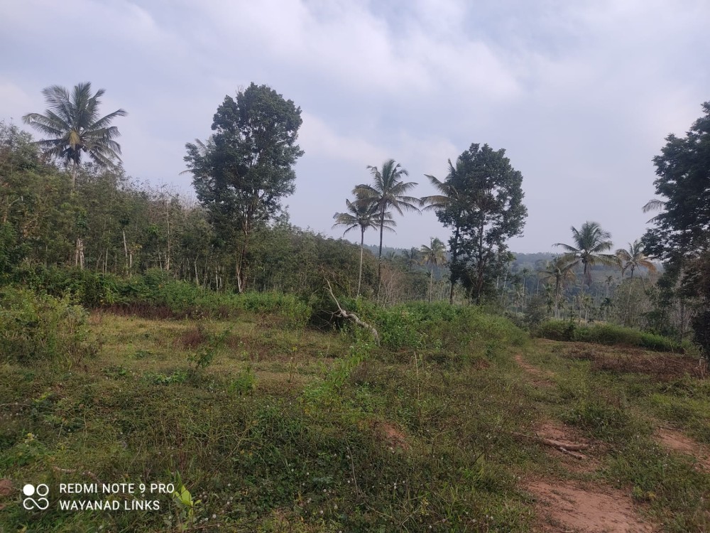  Resort Land for Sale in Dasanakkara, Wayanad 