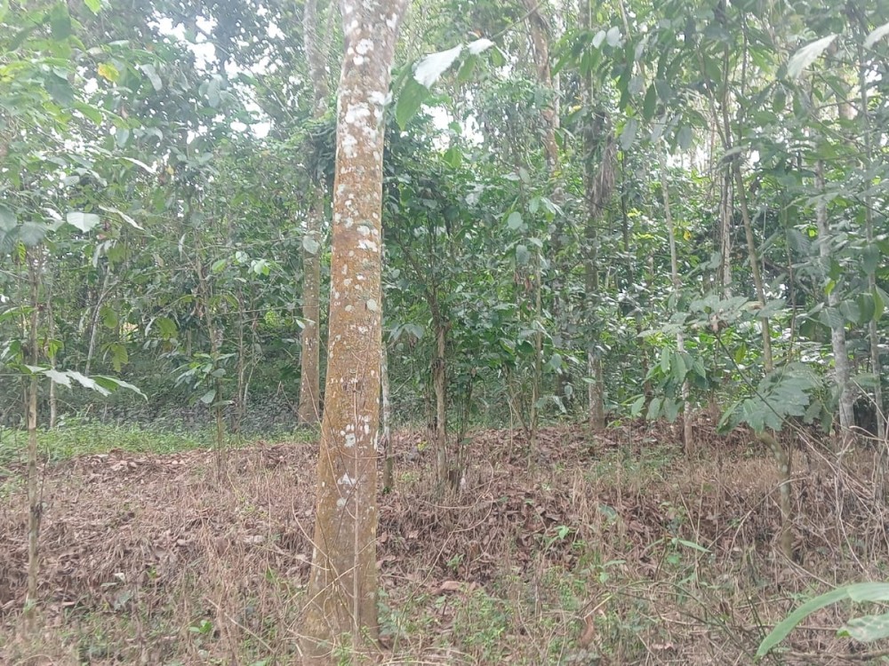 Land for Sale in  Ambalavayal, Wayanad