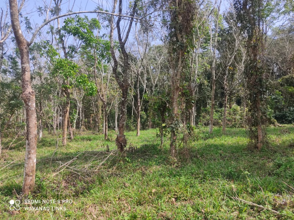 Land for Sale in Pulpally, Wayanad