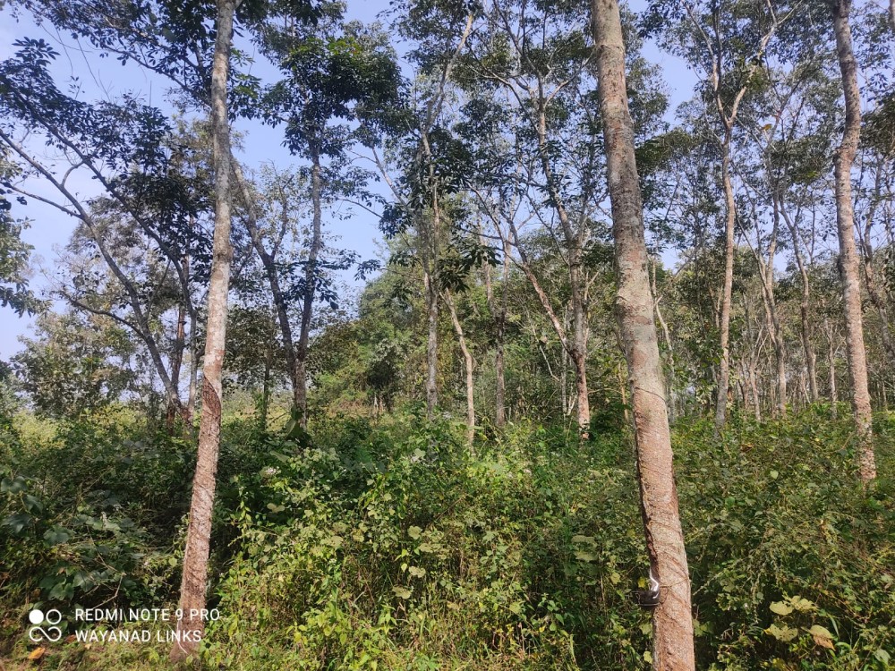 Rubber & Teak Plantation for Sale in Perikkallur, Wayanad