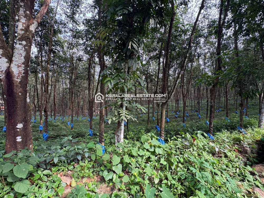 Rubber Plantation for Sale in Kanjirappally, Kottayam 