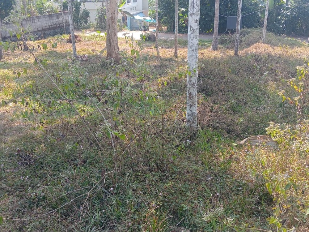 Prime Land for Sale in Meenangadi, Wayanad