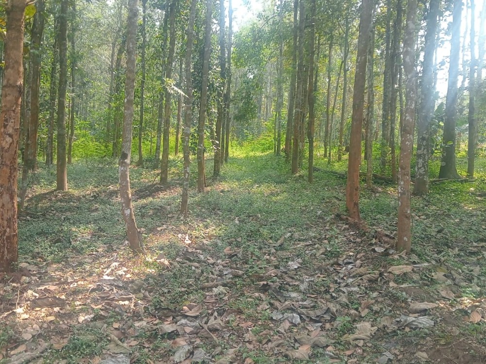 1.38 Acre Land for Sale in Pulpally, Wayanad