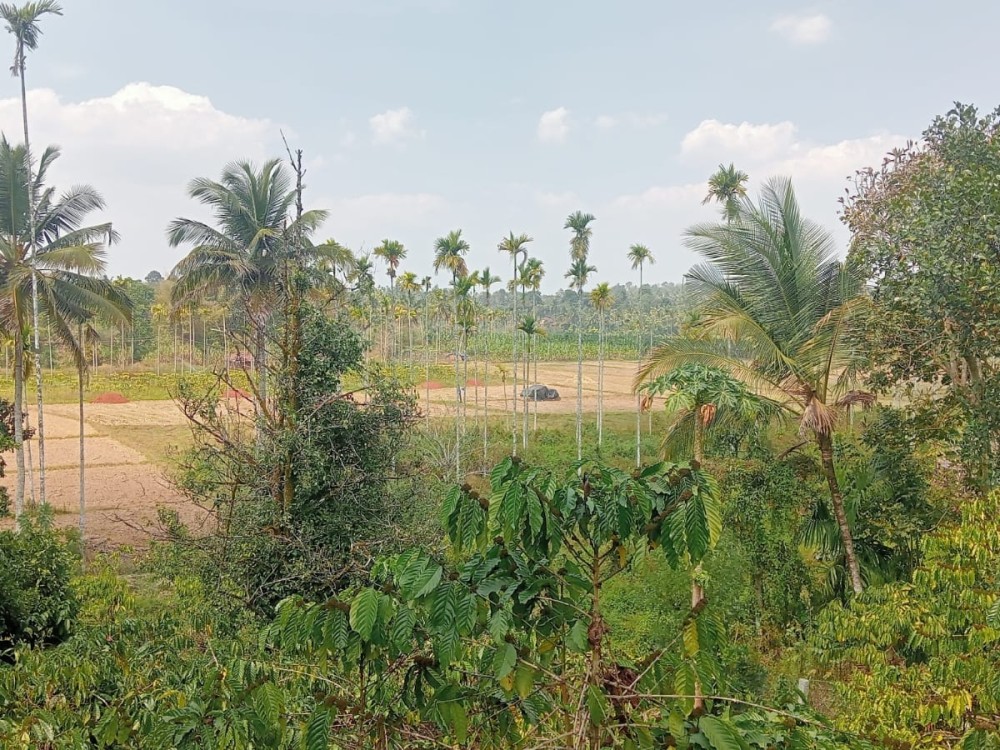 2 Acre Land for Sale in Muttil, Kulavayal, Wayanad