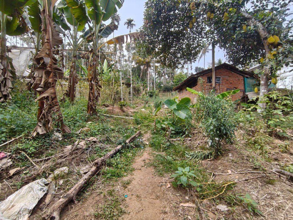 2 Acre Land for Sale in Kenichira, Wayanad 