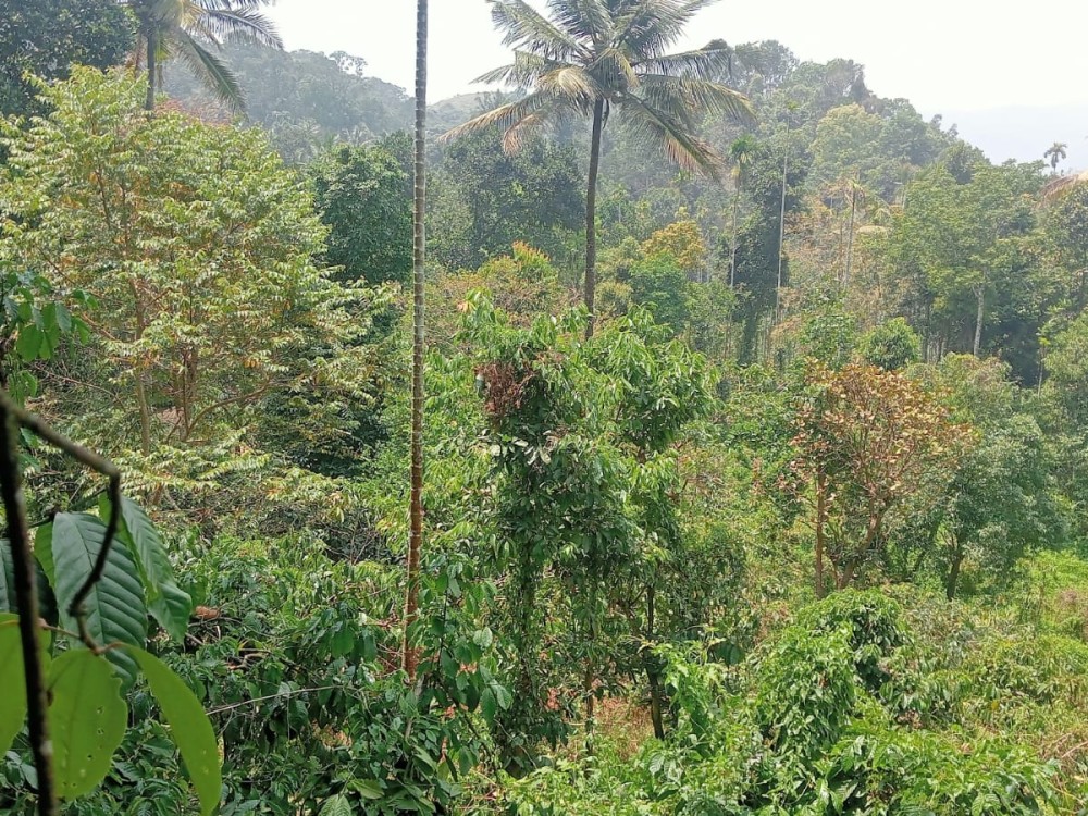 2.2 Acres Land with Old house for Sale in Vythiri, Wayanad 