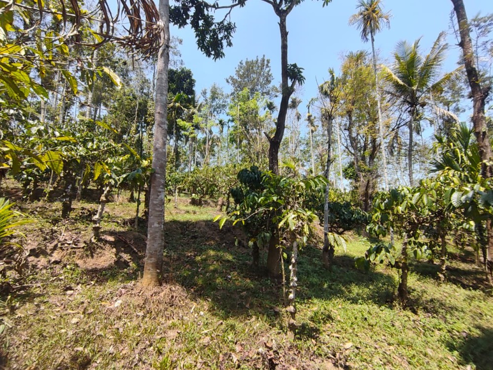 Land for Sale in Panamaram, Wayanad 